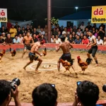 Theo dõi trận đấu đá gà thomo HD đầy kịch tính khi khán giả cổ vũ phấn khích trong một trận đấu gay cấn.